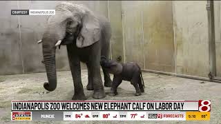 Indianapolis Zoo welcomes new elephant calf on Labor Day [upl. by Aicnorev]