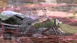 Green Darner Dragonfly Laying Eggs In Pond At NHMLA Wildlife Gardens [upl. by Sanoy]