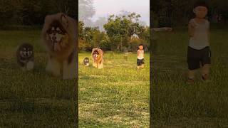 Cute Alaskan Malamutes playing happily with humans💖😍❤ alaska cutedogs healingmoments [upl. by Nicolai]