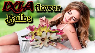 How to Grow winter season flowering plant IXIA from Bulbs  Corn Lily के फूल जल्दी पाने का नया तरीका [upl. by Yacov]