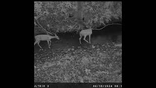 Whitetailed Deer Inspects trailcam [upl. by Ytsim]