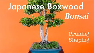 Japanese Boxwood Bonsai  Buxus Microphylla  Pruning and Shaping  May 2020 [upl. by Osrick]