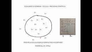 CORSO DI FISIOLOGIA UMANA  LEZIONE 1 DI 81  FISIOLOGIA CELLULARE PARTE 1 [upl. by Aihtnic]