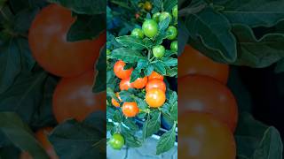 Solanum pseudocapsicum [upl. by Charmain]