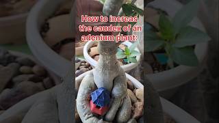 Adenium Caudex The Ultimate Guide to Growing amp Propagating [upl. by Gerick]