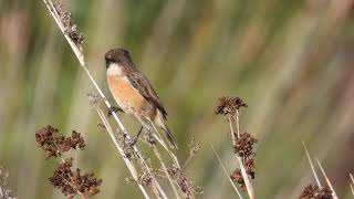 Common Stonechat Saltimpalo Saxicola torquata [upl. by Nibor]