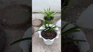 httpsvkuaishoucom12cdEhI Chlorophytum tigen quotTips for plantingquot Growing flowers together 🌻 [upl. by Devaj949]