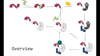 Sumoylation PostTranslation modification [upl. by Nonahs132]