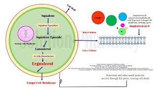 Amphotericin B Mechanism of Action  Amphotericin B Antifungal Medicines in Black Fungus Disease [upl. by Marmawke]