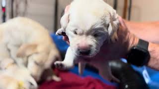 10 Day Labrador Puppies WEIGH IN  who is the super chonk pup [upl. by Star612]