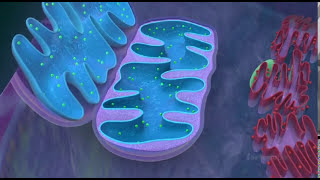 Mitochondria  the powerhouse of the cell  3D animated [upl. by Orsini674]