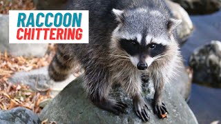 raccoons chittering begging for food  hungryanimals animalnoises naturalhabitat nature [upl. by Eerehc]