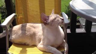 Siamese Cat talking to the birds [upl. by Auqinet]