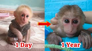 The process of caring for Kobi monkey ranges from one day to one year [upl. by Anayi356]