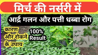 Damping Off Seedlings।। Leaf Spot In Chilli Nursery।। मिर्च की नर्सरी में आर्द्र गलन और पत्ती धब्बा। [upl. by Whiting]