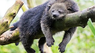 BINTURONG [upl. by Romeon751]