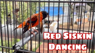 Red Siskin Singing Best Song Training  Canto Pintassilgo venezuelano 1H [upl. by Atsuj]