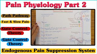 Pain Physiology  Part 2 ll Pain Pathway ll Fast amp Slow Pain ll Gate Control Theory [upl. by Ciredor]