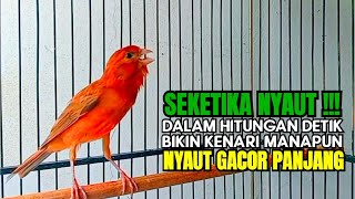 SEKETIKA NYAUT‼️PANCINGAN AMPUH KENARI NGERIWIK SAMBUNG NGEROL GACOR PANJANG SEKALI PUTAR AUTO NYAUT [upl. by Aohk]