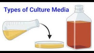 Culturing of Bacteria for Plasmid Isolation Performance [upl. by Okkin]