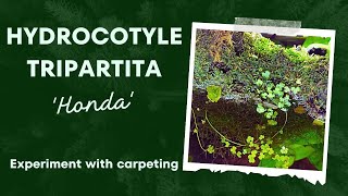 Experimenting with Hydrocotyle Tripartita aka HONDA Plant Carpeting [upl. by Ackerley884]