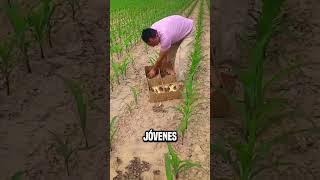 ¿Por qué los chinos dejan faisanes en los campos😮 shortsvideo [upl. by Culliton687]