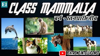 Mammalia  Class Mammalia  Mammals  Mammalians  Class Mammalia In Hindi [upl. by Urbai]