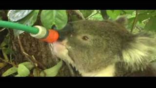 A Thirsty Koala [upl. by Henrik158]