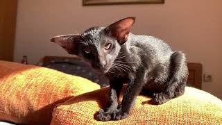 Oriental Shorthair kitten Mafiosi EU Kalvina [upl. by Namlak]