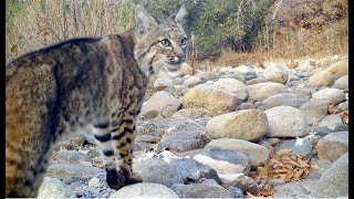 Two Bobcats screaming at each other [upl. by Panther]