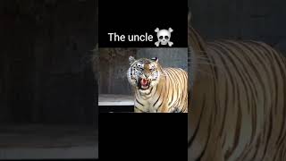 Tiger roar viralvideo youtubeshorts [upl. by Truscott37]