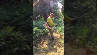 BACKYARD OVERRUN BY WEEDS amp BLACKBERRIES satisfying mowing [upl. by Ettenoitna289]