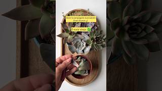 Succulent propagation from leaves TIPS 🍃▶️🪴 succulent succulentpropagation [upl. by Enilekaj]