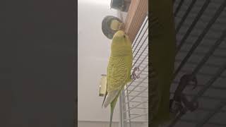 birds parrot talkingparrotscareandroutine fypシ゚viral [upl. by Aplihs261]