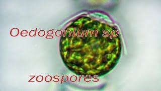 Oedogonium zoospores release [upl. by Enaenaj]