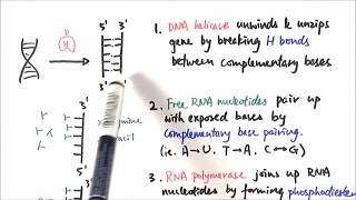 AS Biology  Transcription OCR A Chapter 310 [upl. by Nauqat63]