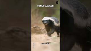 Honey badger  king of our forest  ￼science class  shorts ytshorts science sciencefacts [upl. by Klemm]