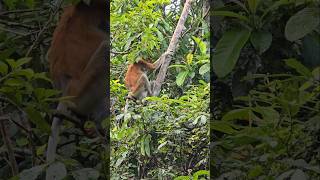 Proboscismonkey Time proboscismonkey proboscis monkey jungle malaysia [upl. by Sigismund]