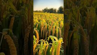 Amazing Jewawut Harvest Record Breaking Yield From Fertile Fields shorts [upl. by Parhe845]