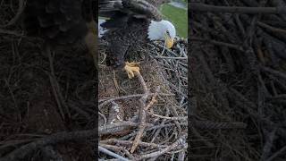 Eagle dad brings stick in nest M15 birds eaglenest eagle eagles stick shorts nature nest [upl. by Eityak745]