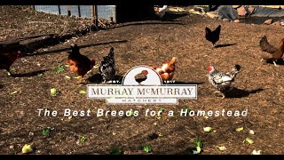 The Best Chicken Breeds for Your Homestead  McMurray Hatchery [upl. by Dominick]