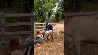 limpando o bezerrinho Nelore banco que caiu no Ribeirão vlog pecuaria rural roça sitio [upl. by Elletsyrk]