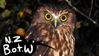 Morepork  New Zealand Bird of the Week [upl. by Esereht]