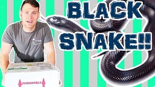 MEXICAN BLACK KINGSNAKE UNBOXING [upl. by Ardiek]