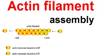 Actin filament assembly [upl. by Lashondra]