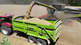 Claas Lexion 8900 Harvesting Wheat [upl. by Oag]