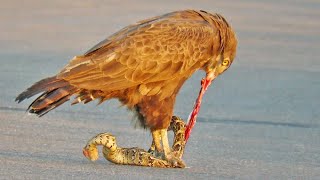 Snake Eagle Ripping Snake Apart As it Tries to Escape [upl. by Frederick]