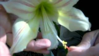 Crosspollinating Amaryllis Hippeastrum [upl. by Assirac]