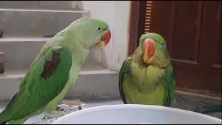 Kahmire Raw Parrots Talking rawparrottalking [upl. by Anned]