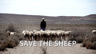 SAVE THE SHEEP Ongoing drought in the Central Karoo of South Africa [upl. by Eibrab113]